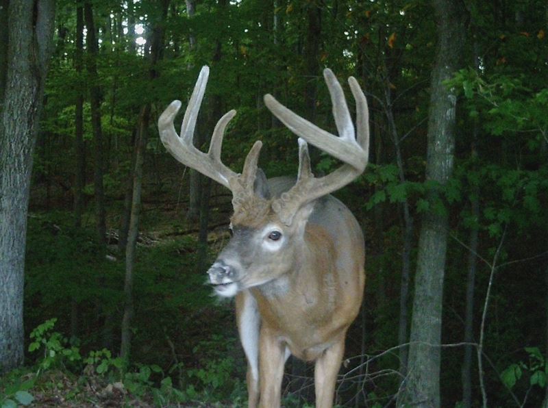 Buck Whisperer Deer Outfitters Hunt Ohio Whitetail Deer